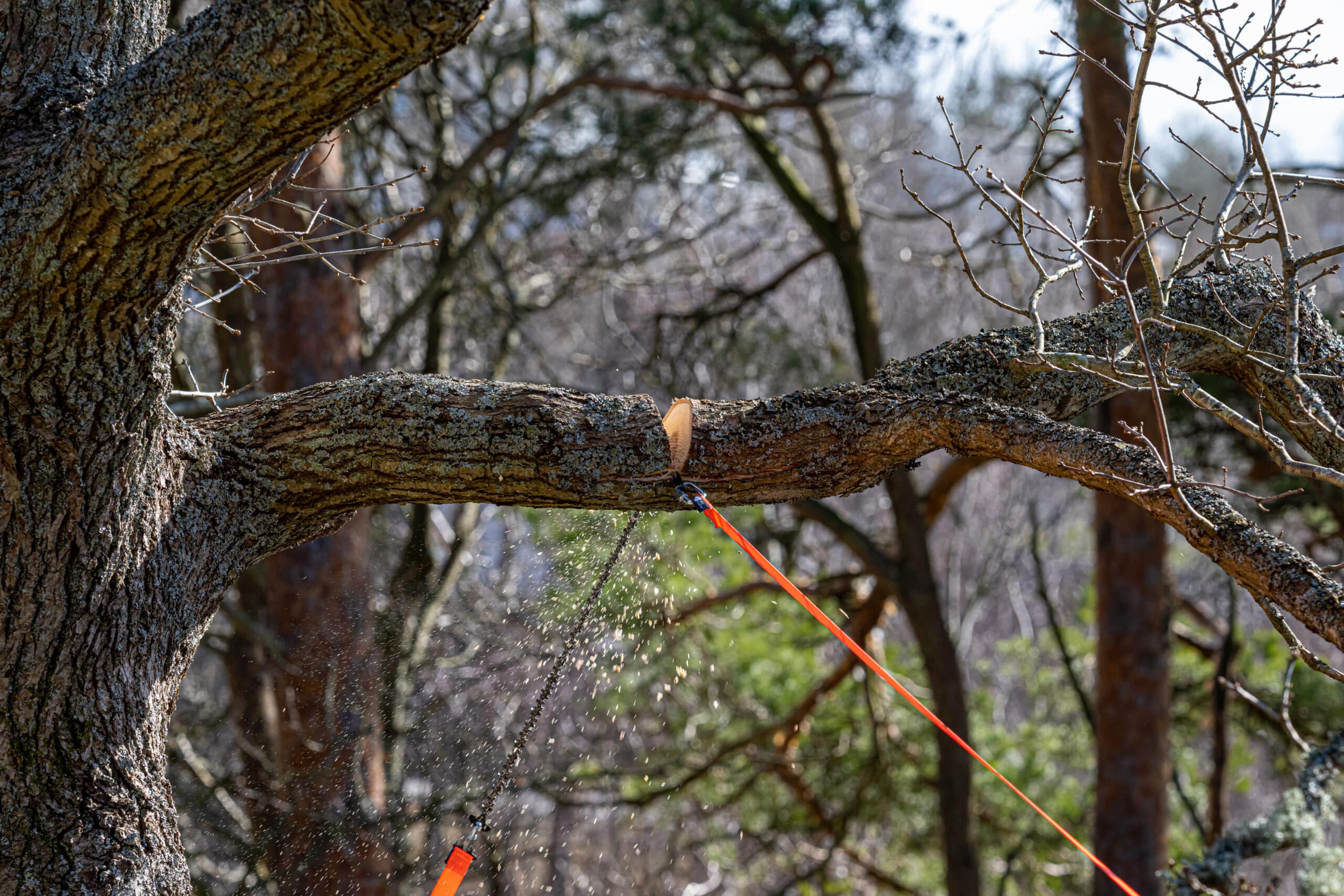 Nordic Pocket Saw Arboristen 2 scie de poche à lancer